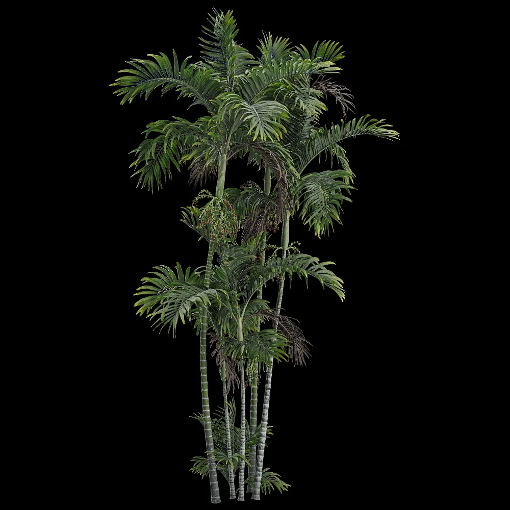 decoration – Ptychosperma macarthurii 3 3ds Max