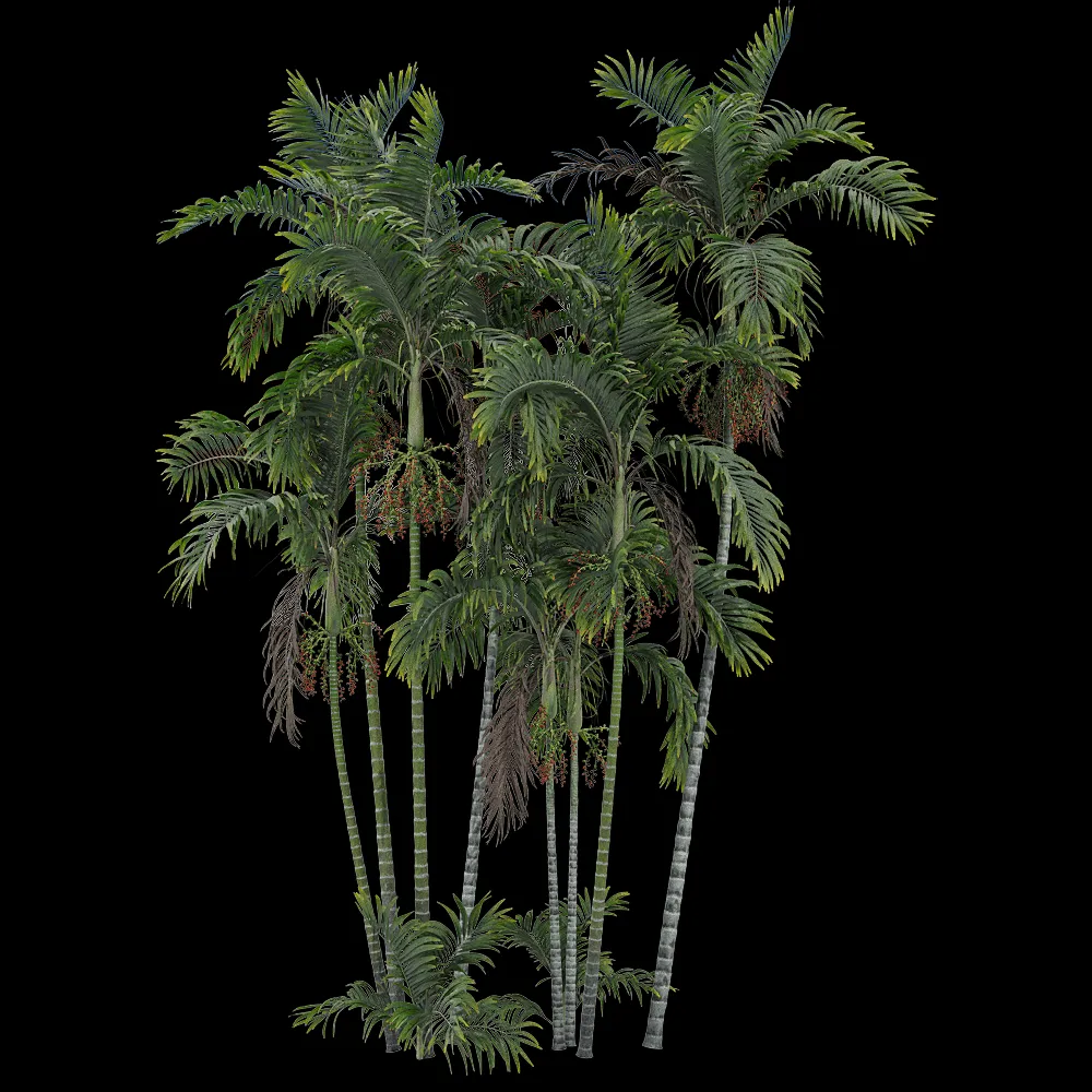 decoration – Ptychosperma macarthurii 5 3ds Max
