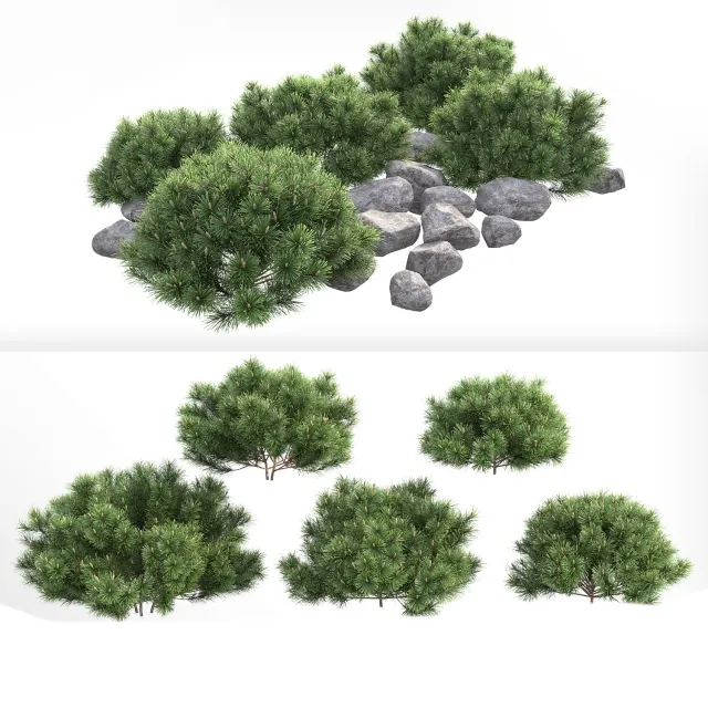 decoration – Pumil mountain pine 3ds Max