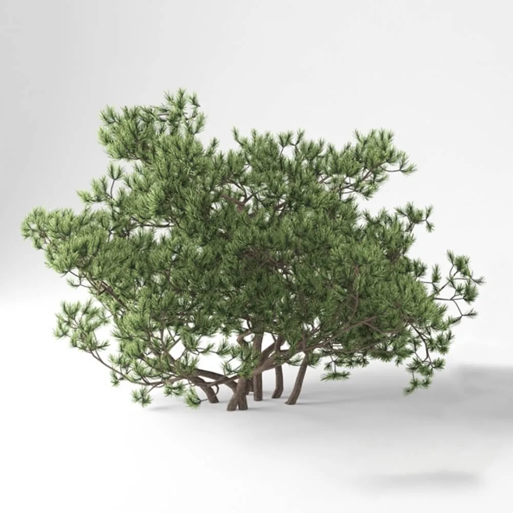decoration – Pumilio Mountain Pine 3ds Max