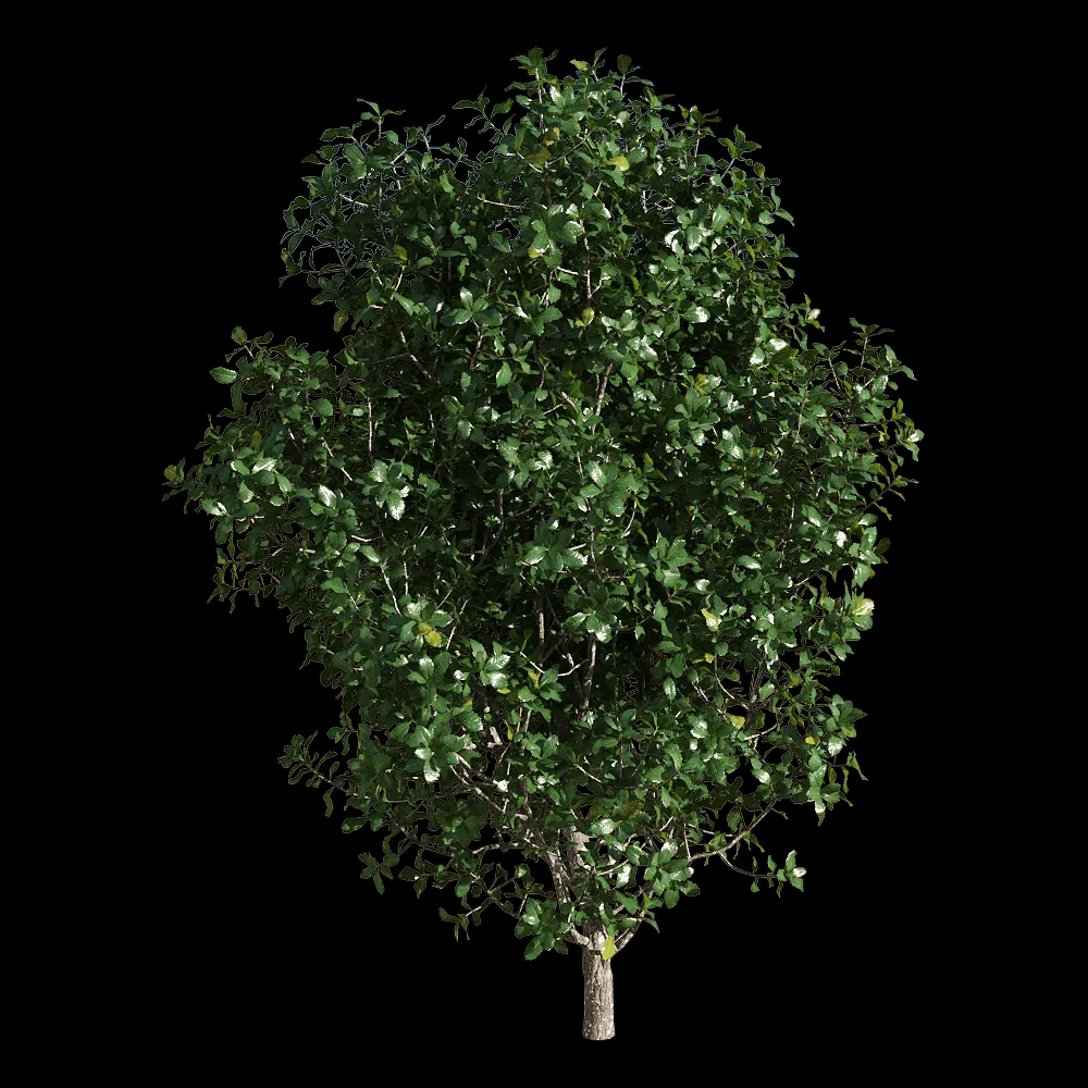 decoration – Quercus coccifera 1 3ds Max
