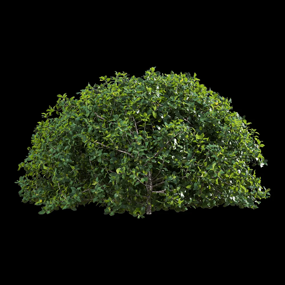 decoration – Quercus coccifera 2 3ds Max