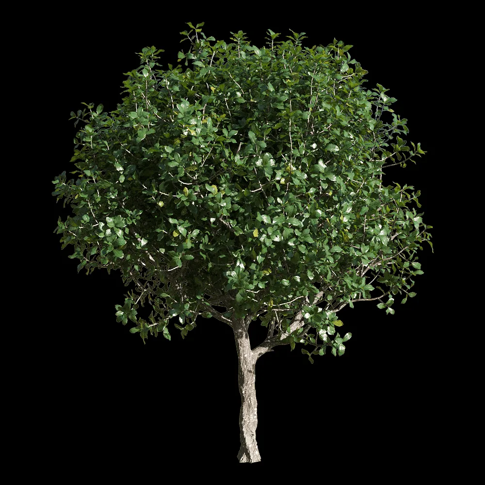 decoration – Quercus coccifera 3 3ds Max