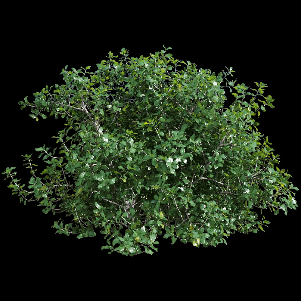 decoration – Quercus coccifera 5 3ds Max