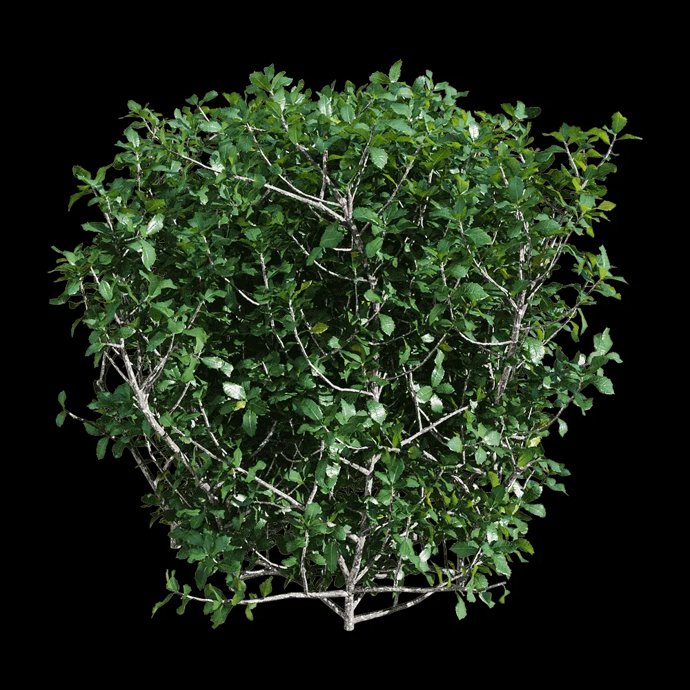 decoration – Quercus coccifera 6 3ds Max