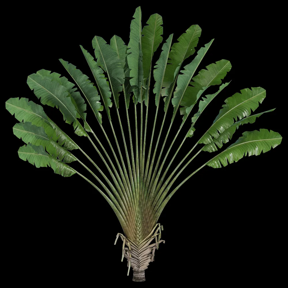 decoration – Ravenala madagascariensis 2 3ds Max