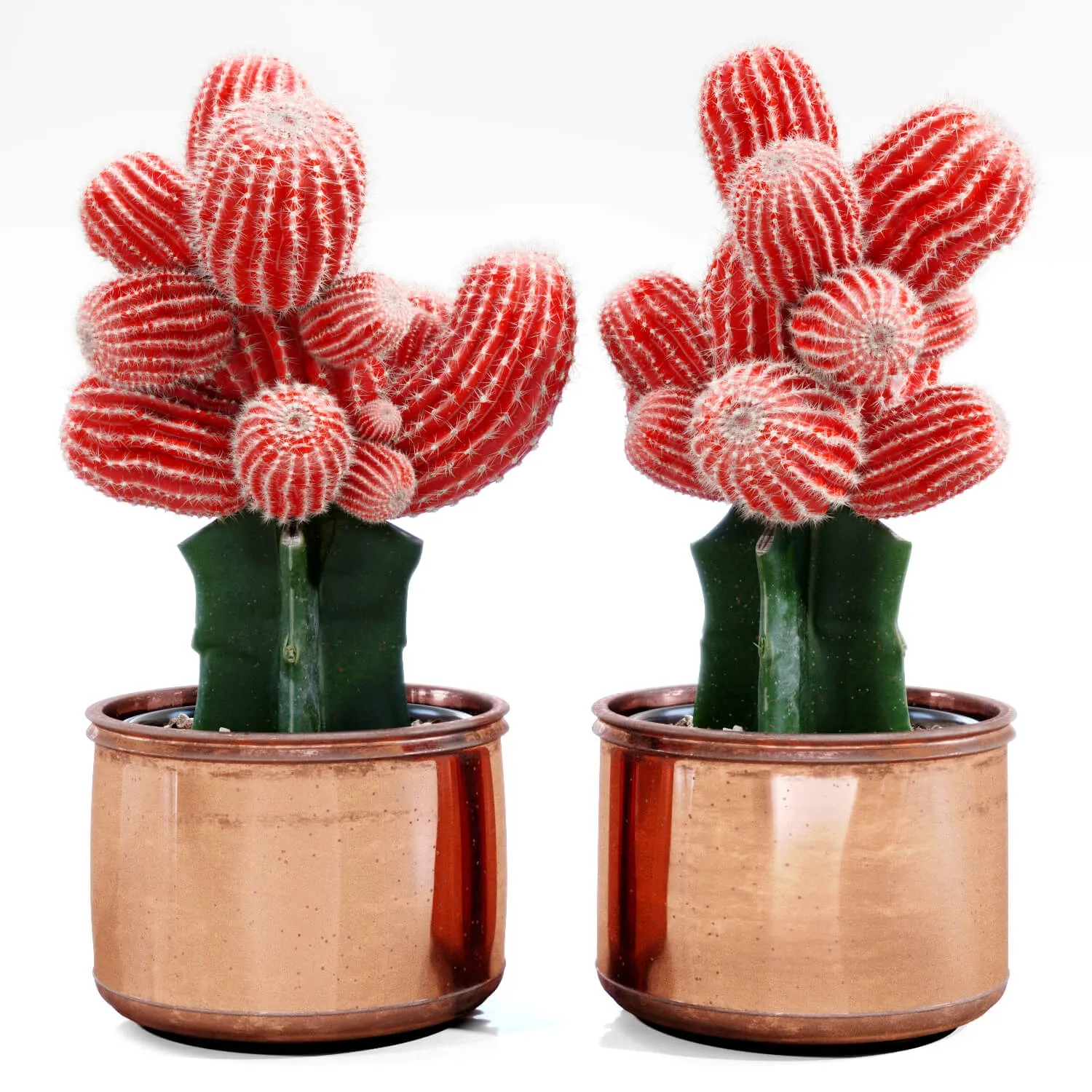 decoration – Red Cactus 09 3ds Max