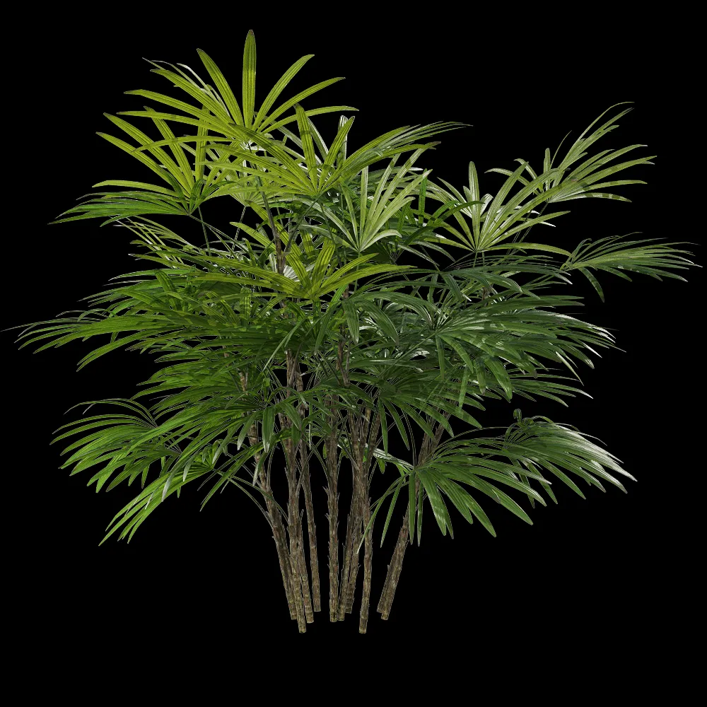 decoration – Rhapis humilis 1 1 3ds Max