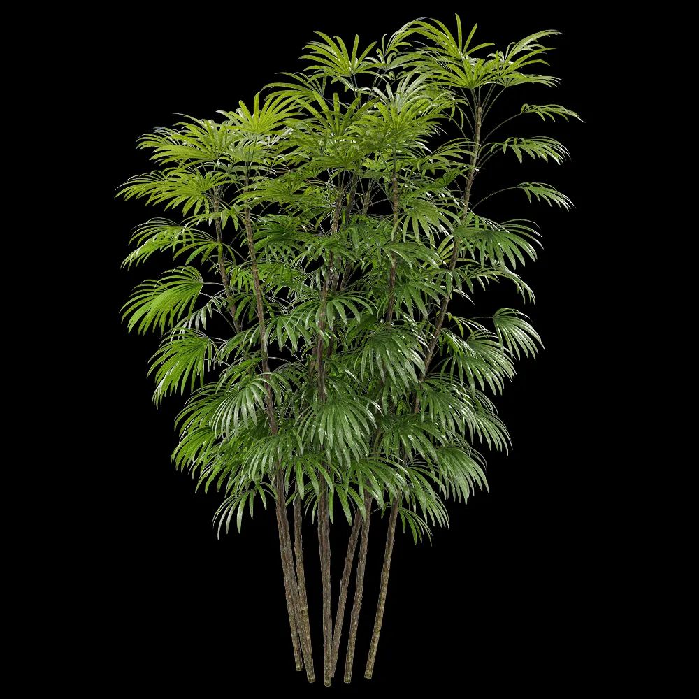 decoration – Rhapis humilis 3 3ds Max