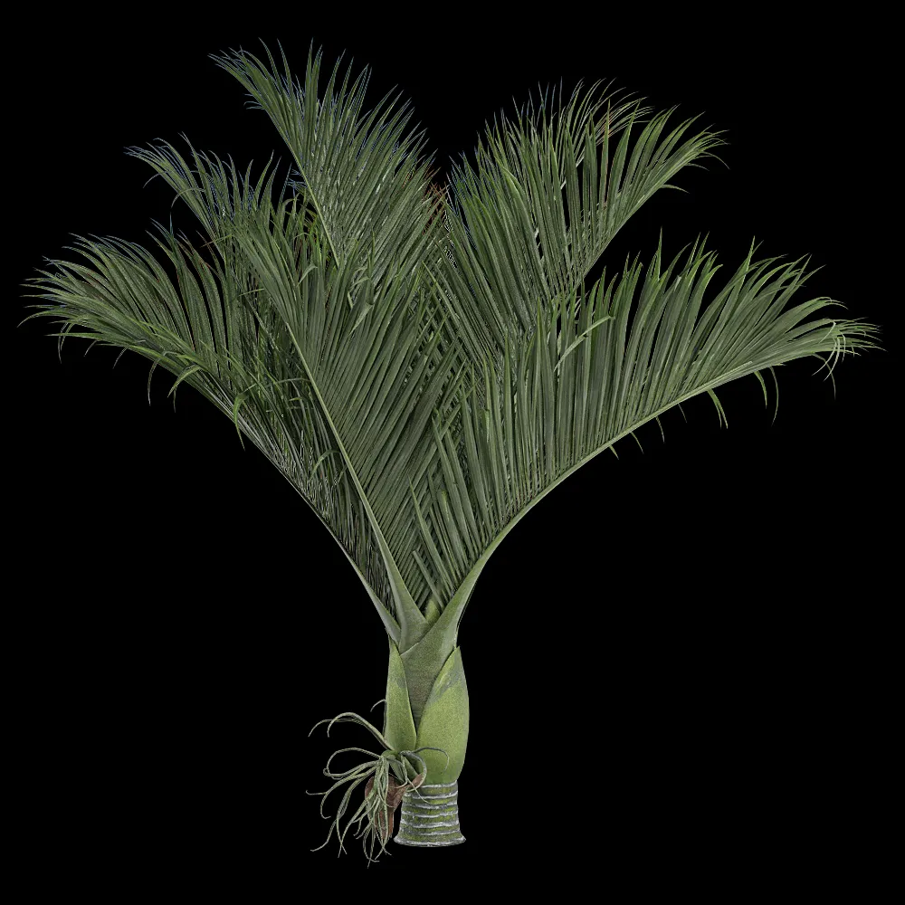 decoration – Rhopalostylis baueri 1 3ds Max