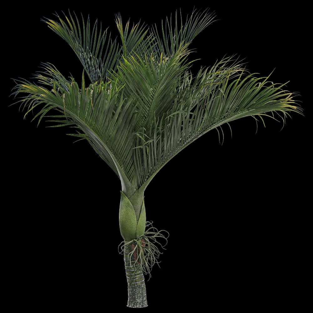 decoration – Rhopalostylis baueri 3 3ds Max