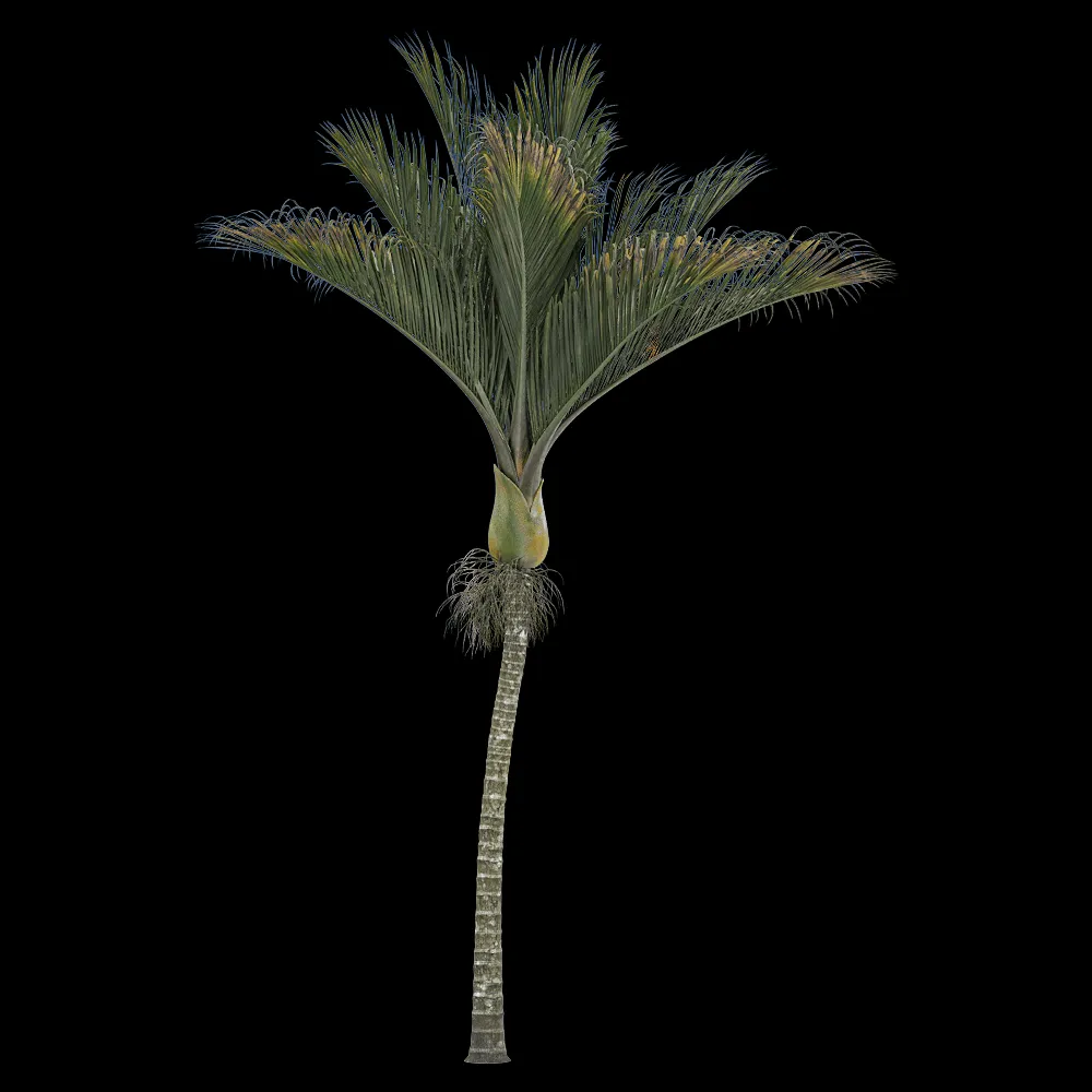 decoration – Rhopalostylis sapida 1 3ds Max