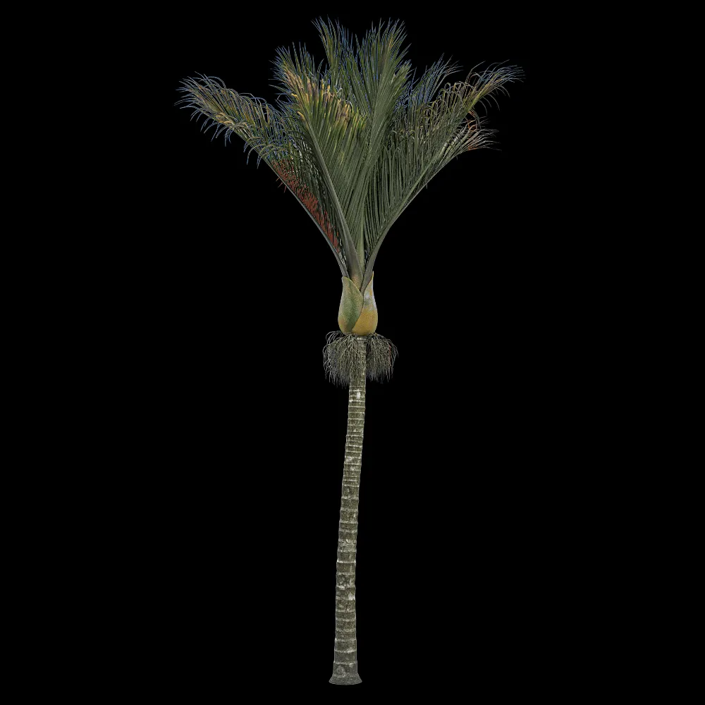 decoration – Rhopalostylis sapida 2 3ds Max