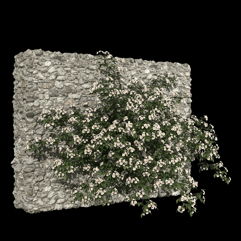 decoration – Rosa cymosa 1 3ds Max