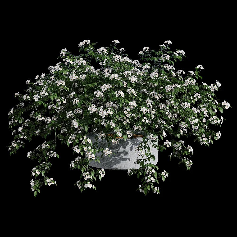 decoration – Rosa cymosa 2 3ds Max