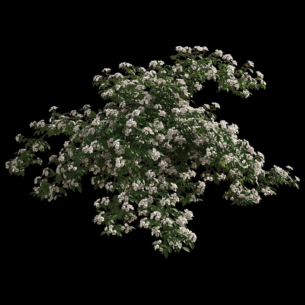 decoration – Rosa cymosa 3 3ds Max