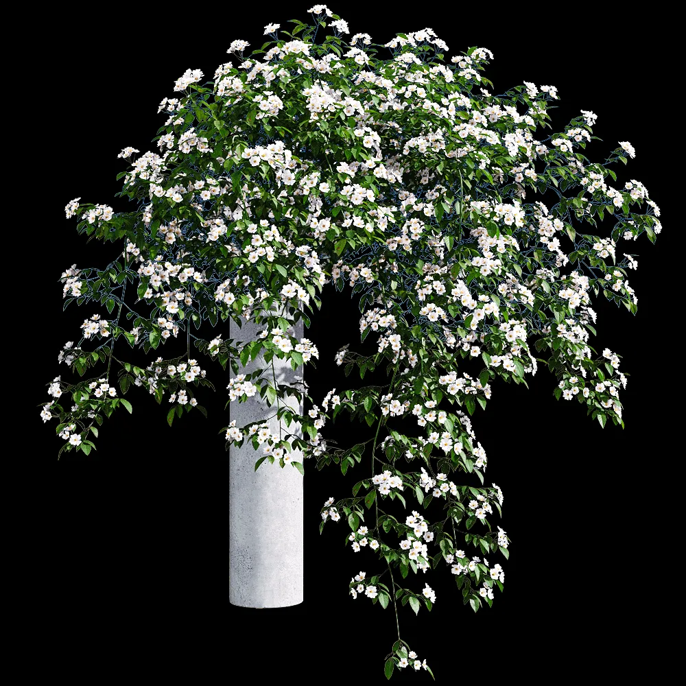 decoration – Rosa cymosa 5 3ds Max