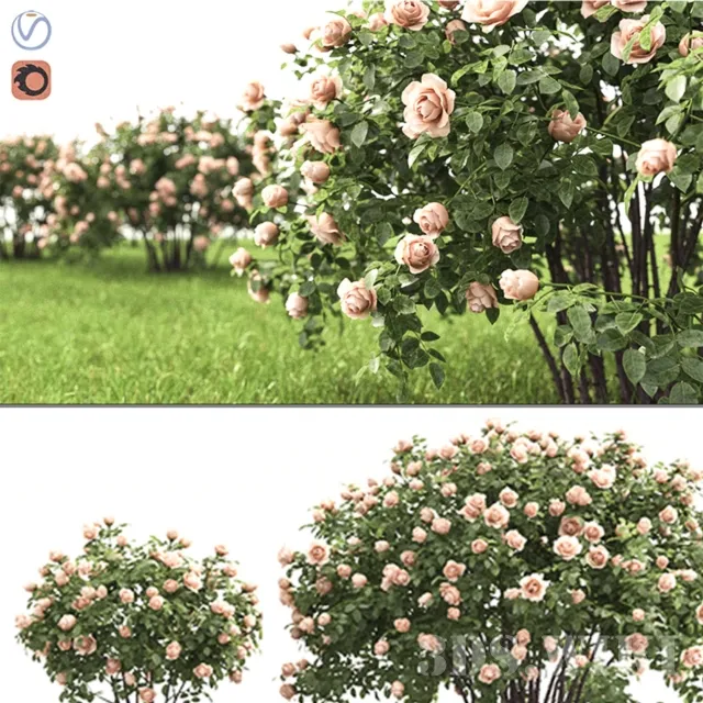 decoration – Rose bush 3ds Max