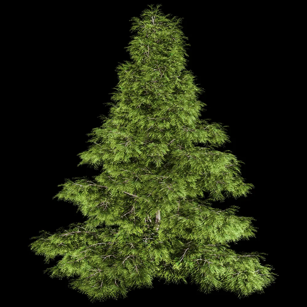 decoration – Sabina Chinensis 01 01 3ds Max