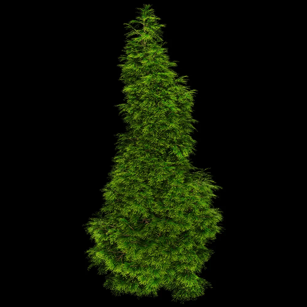decoration – Sabina Chinensis 01 03 3ds Max