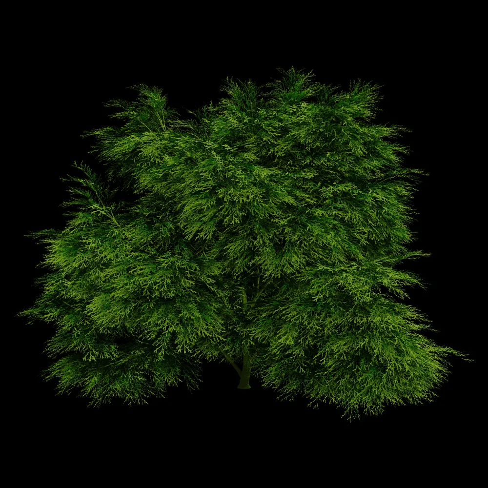decoration – Sabina Chinensis 01 04 3ds Max