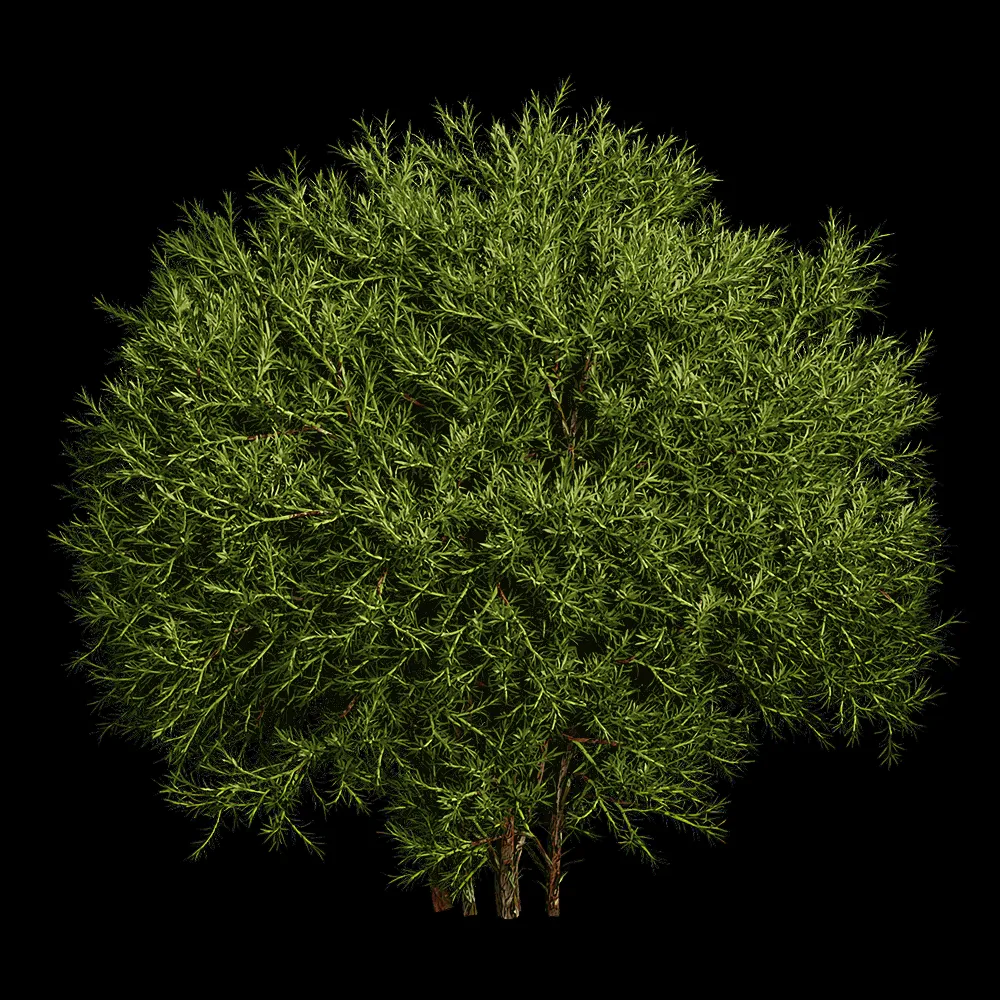 decoration – Sabina Pingii 01 03 3ds Max