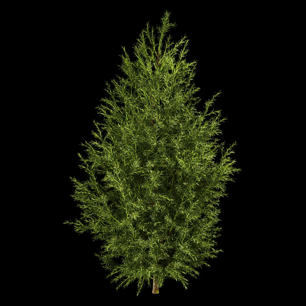 decoration – Sabina Pingii 01 04 3ds Max