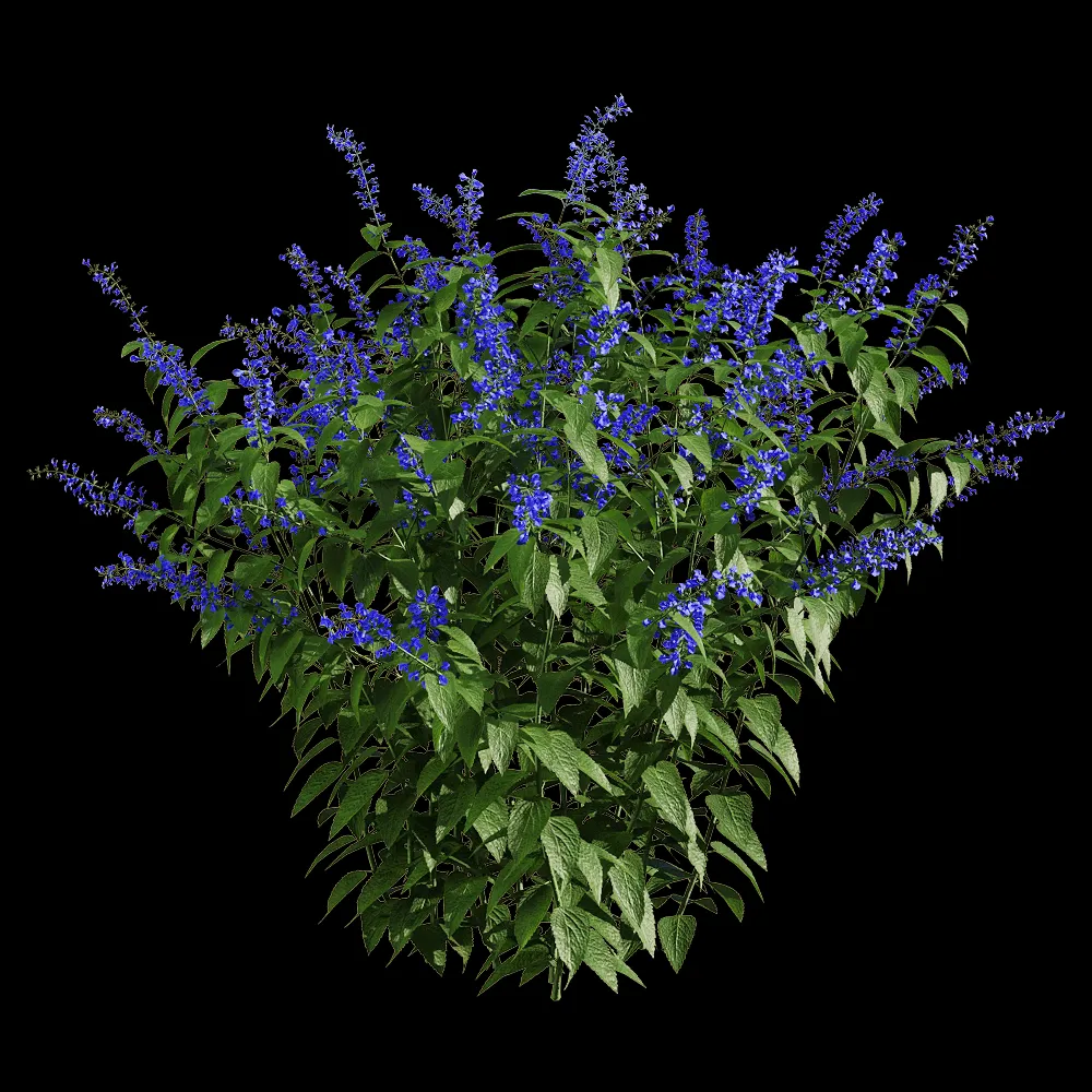decoration – Salvia guaranitica 1 3ds Max