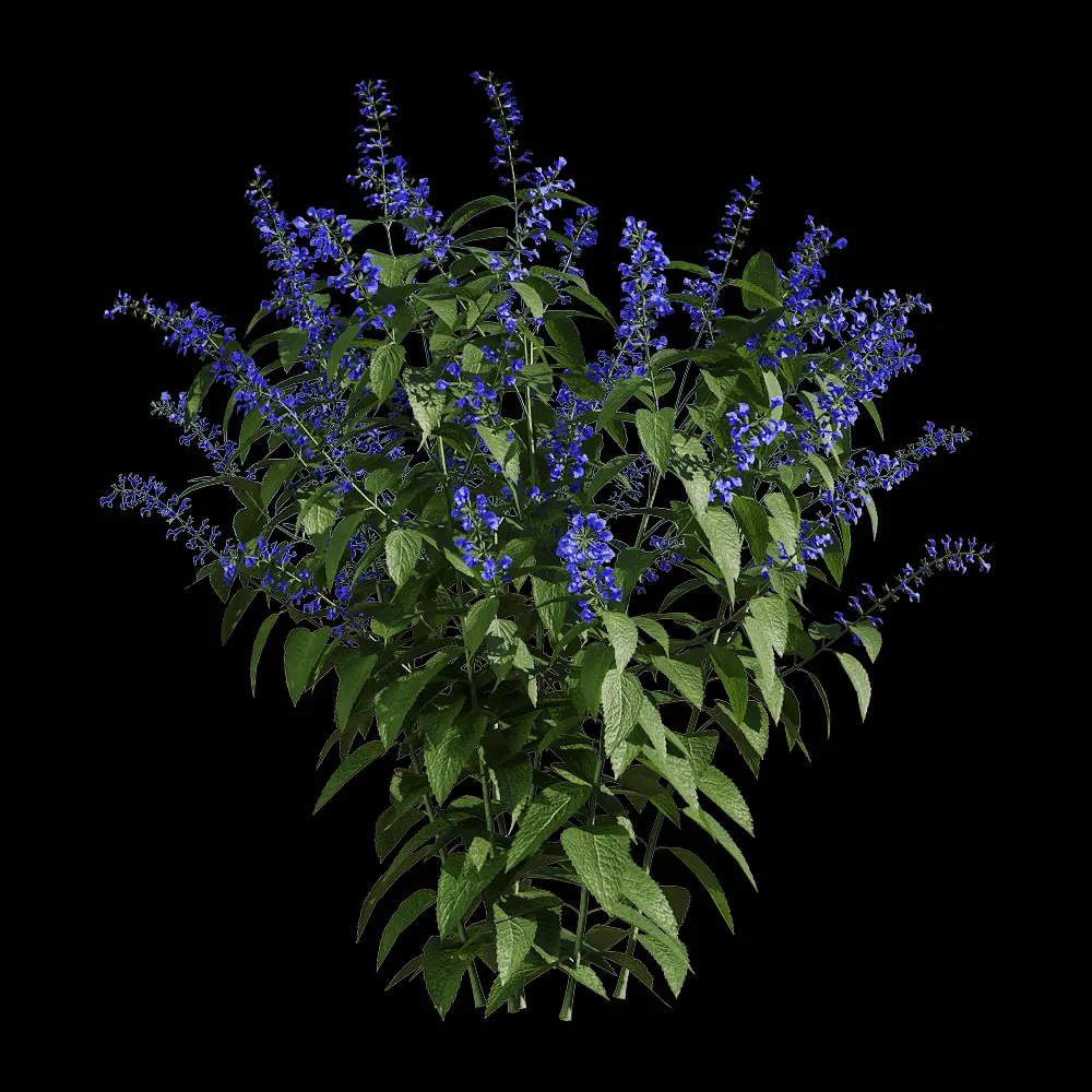 decoration – Salvia guaranitica 2 3ds Max