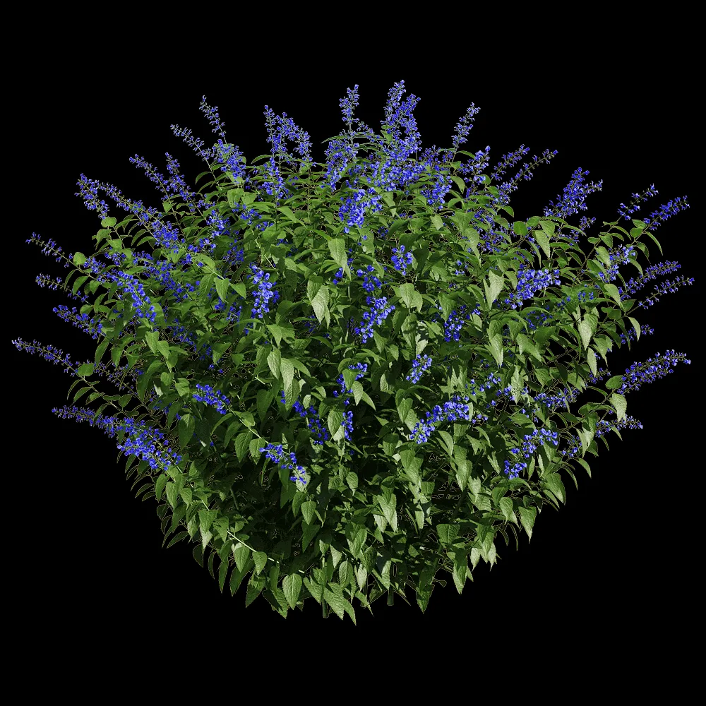 decoration – Salvia guaranitica 4 3ds Max
