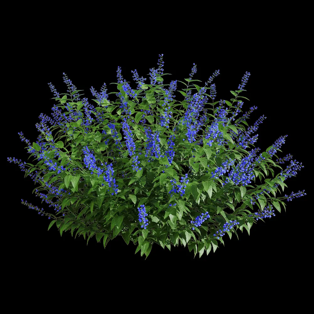 decoration – Salvia guaranitica 5 3ds Max