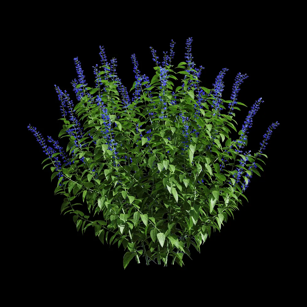 decoration – Salvia guaranitica 6 3ds Max