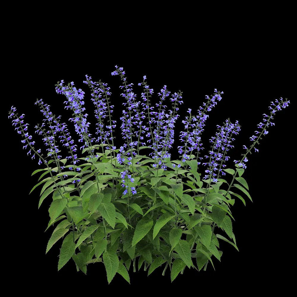 decoration – Salvia Guarantica 3 3ds Max