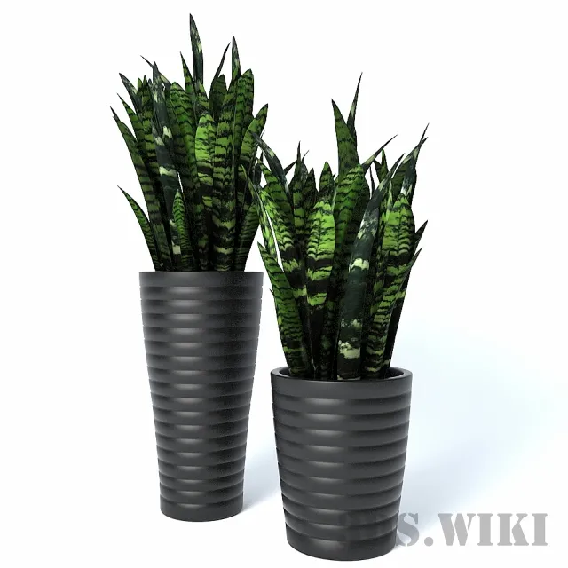 decoration – sansevieria 3ds Max