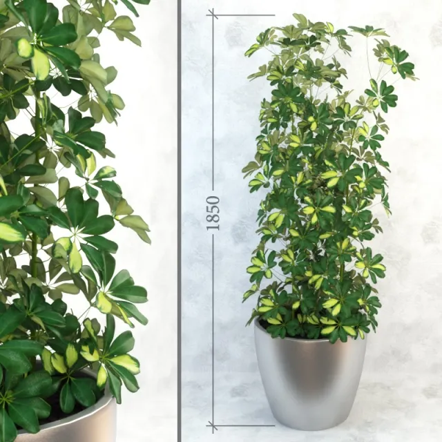 decoration – Schefflera_column 3ds Max