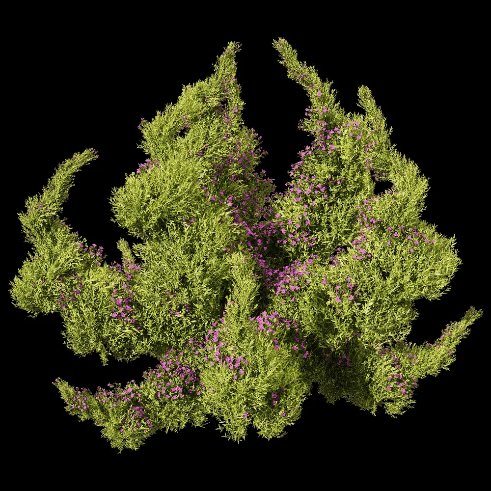 decoration – Sedum sarmentosum 4 3ds Max