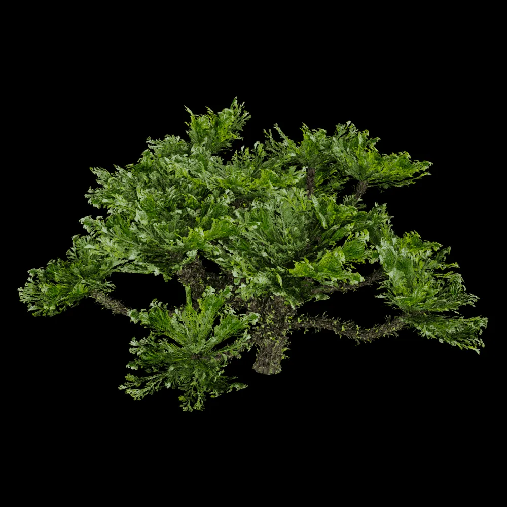 decoration – Selaginella Tamariscina 01 01 3ds Max