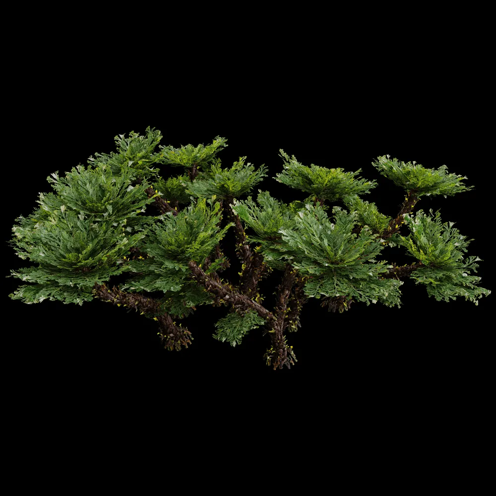 decoration – Selaginella Tamariscina 01 02 3ds Max