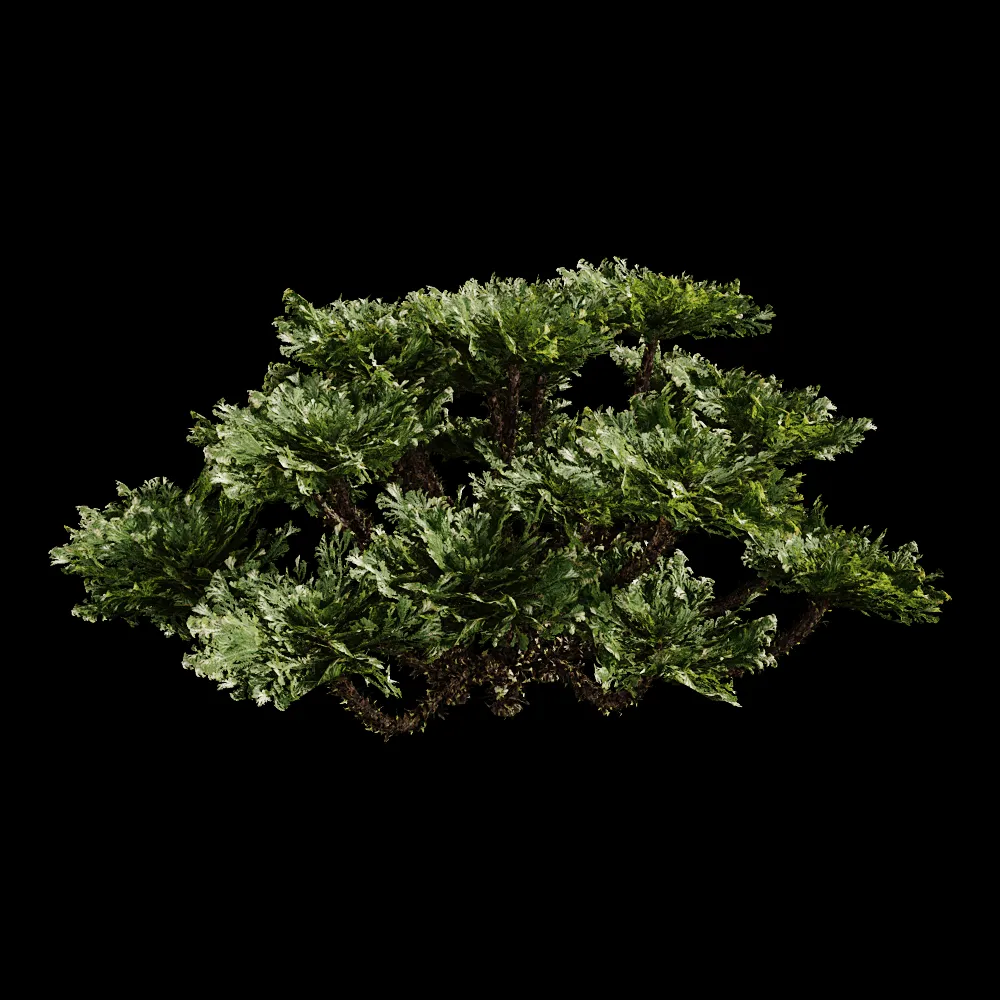 decoration – Selaginella Tamariscina 01 03 3ds Max