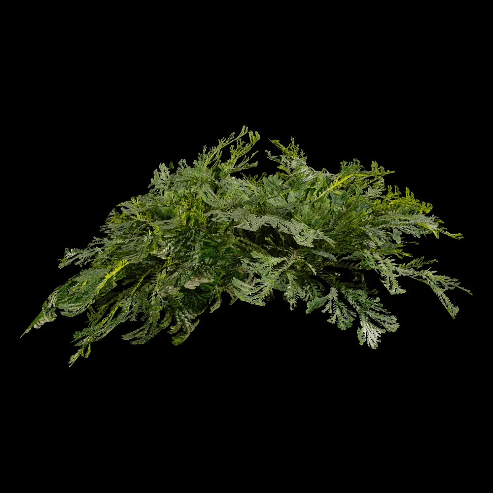 decoration – Selaginella Tamariscina 01 04 3ds Max