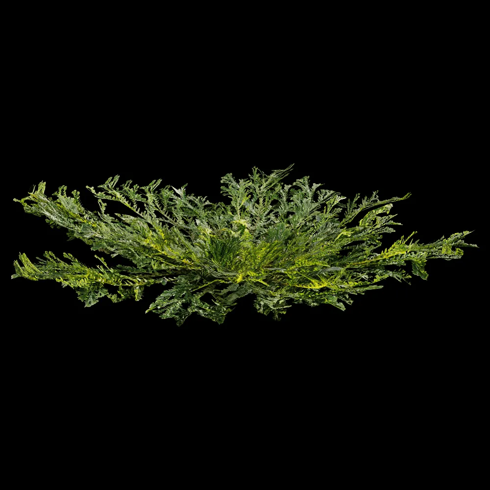 decoration – Selaginella Tamariscina 01 05 3ds Max