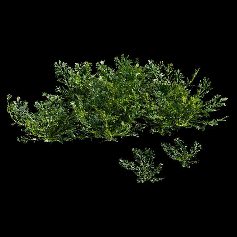 decoration – Selaginella Tamariscina 01 06 3ds Max