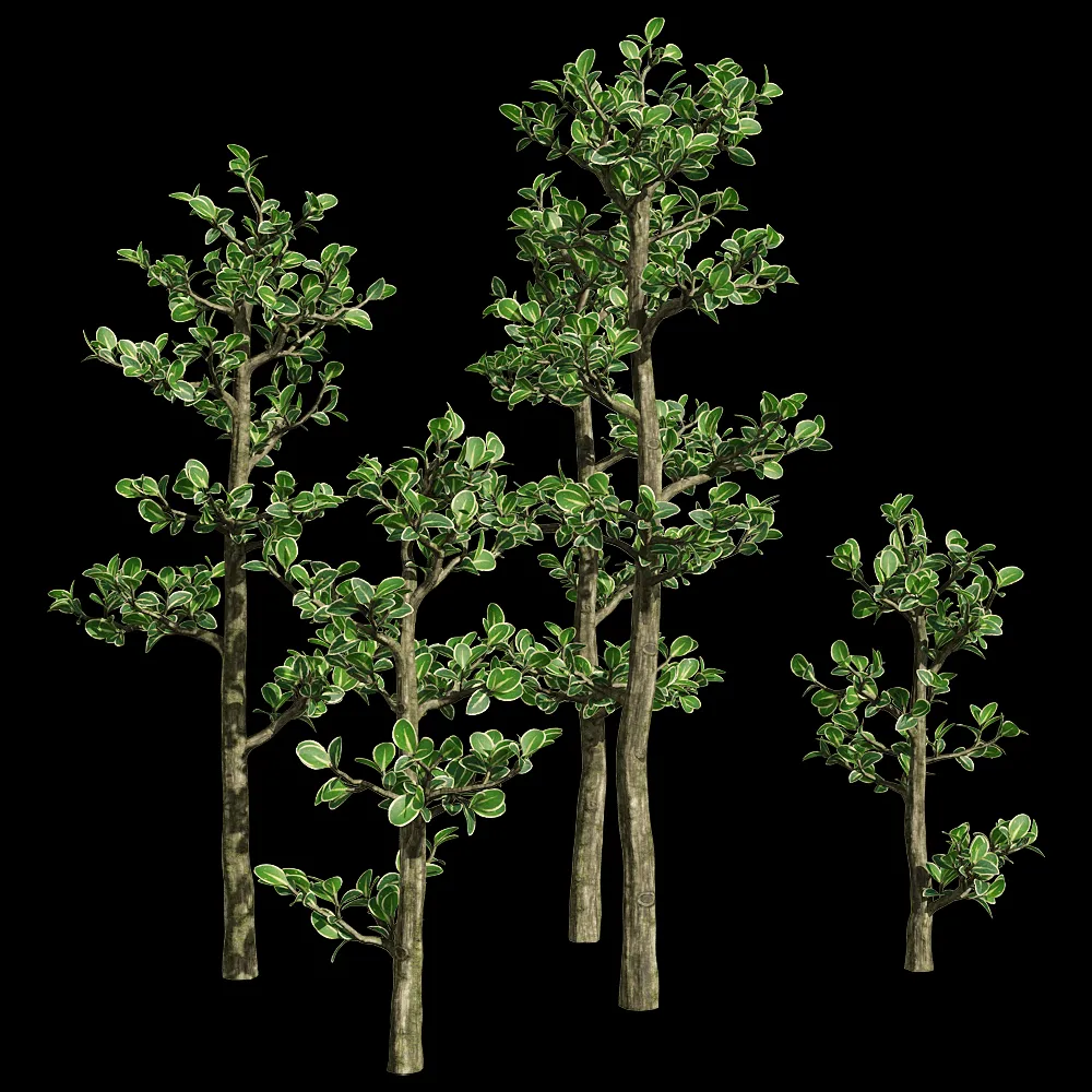 decoration – Serissa japonica 1 3ds Max