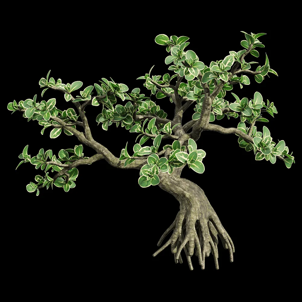 decoration – Serissa japonica 5 3ds Max