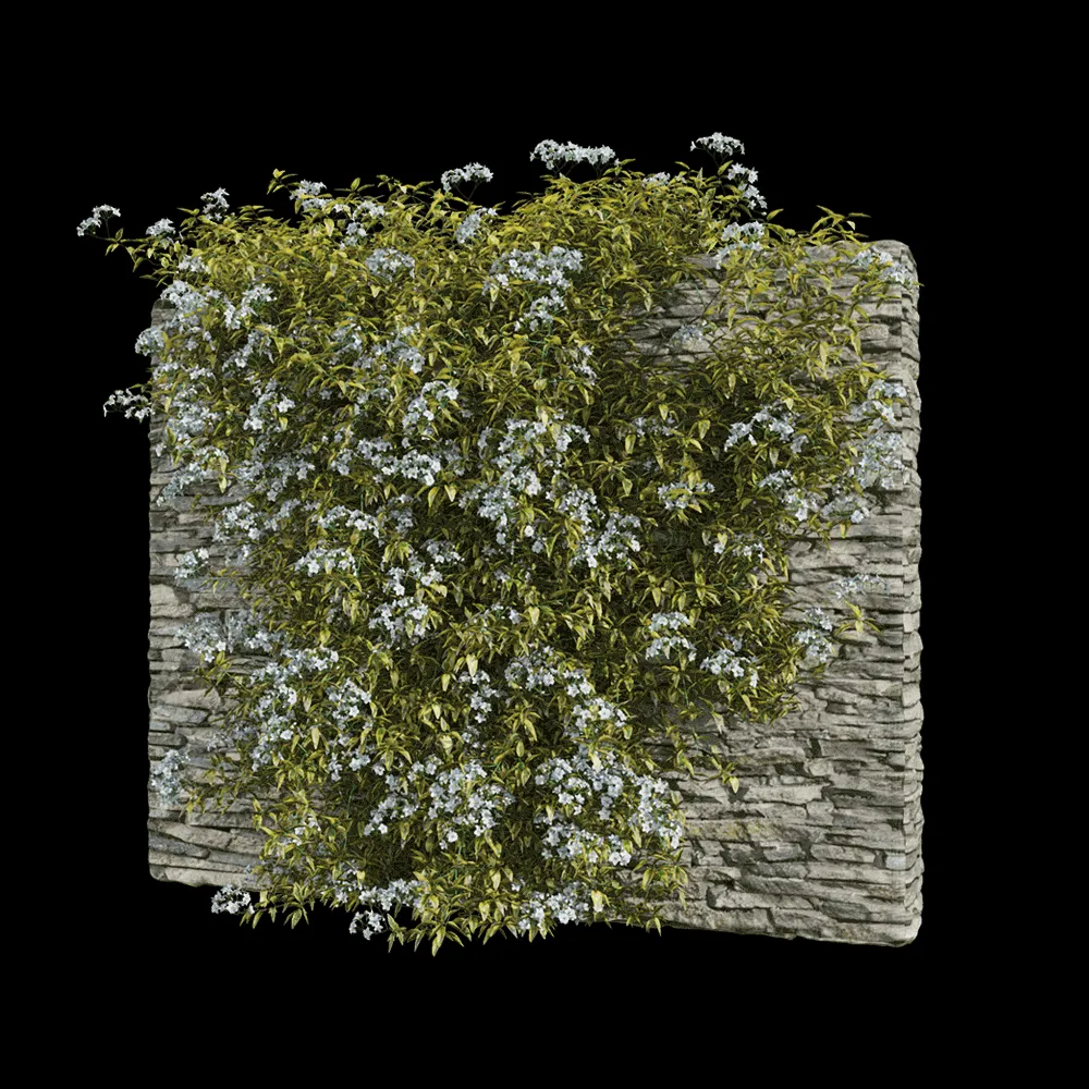 decoration – Solanum jasminoides variegata 1 3ds Max