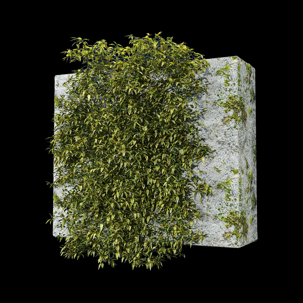 decoration – Solanum jasminoides variegata 2 3ds Max