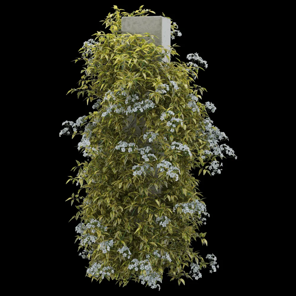decoration – Solanum jasminoides variegata 3 3ds Max