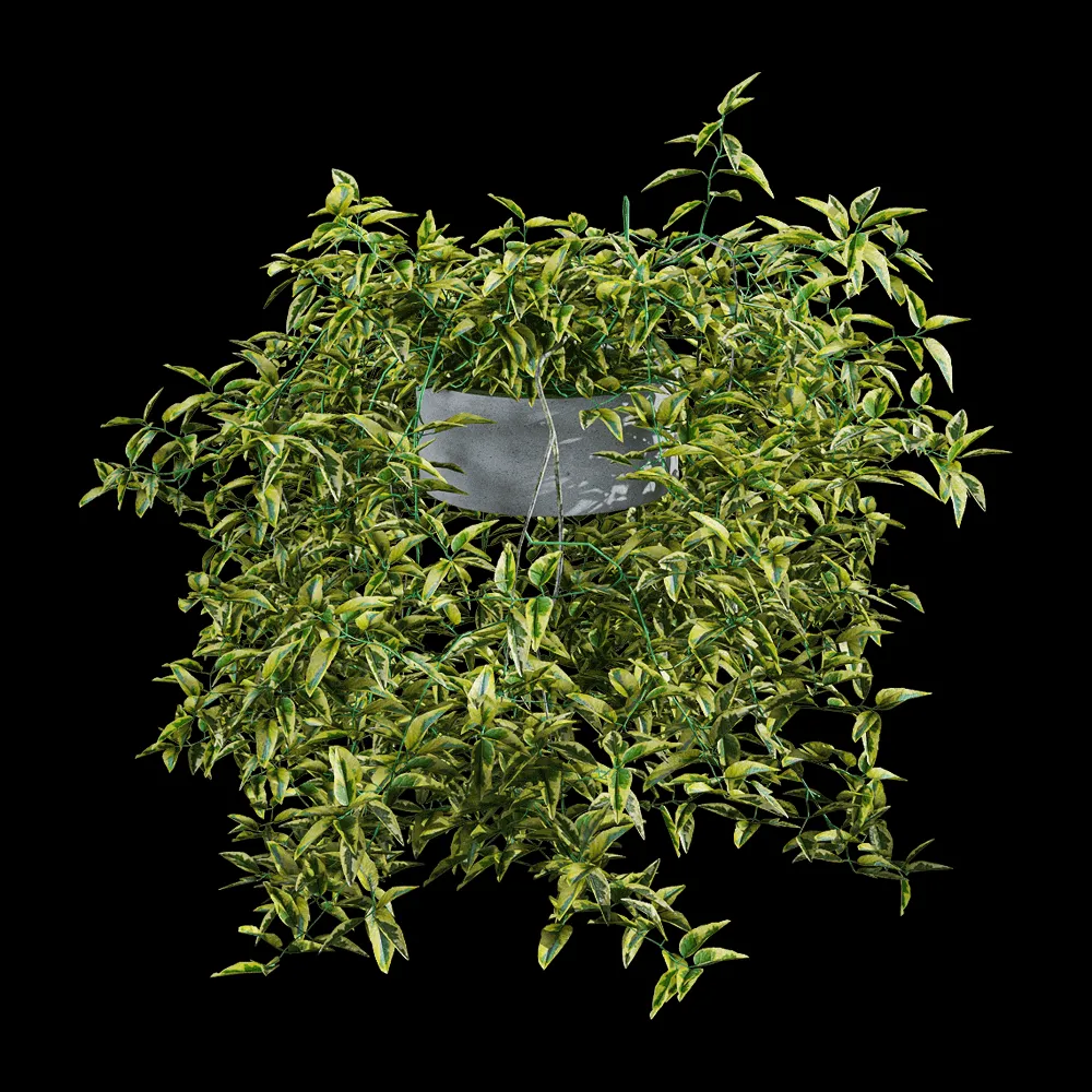 decoration – Solanum jasminoides variegata 6 3ds Max