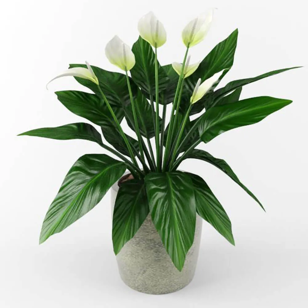 decoration – Spathiphyllum 3ds Max
