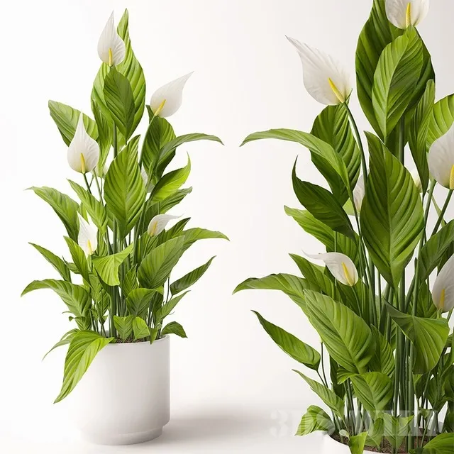 decoration – Spathiphyllum flowers in a pot 3ds Max